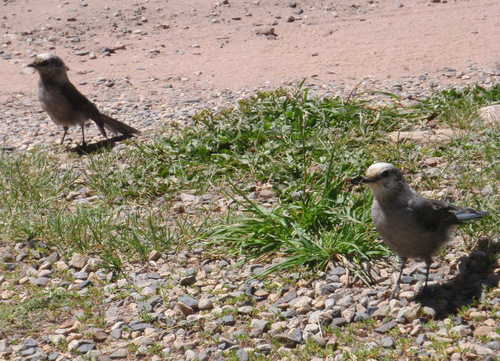 Gray Jay (Whiskey Jack, Clark Nut Cracker).